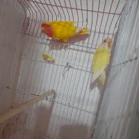 برزیلی مولد