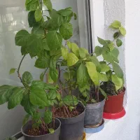 گل کاغذی