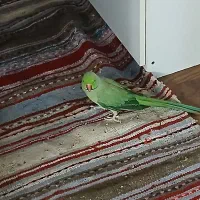 طوطی ملنگو نر