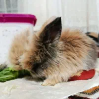 فروشی خرگوش لوپی|موش و خرگوش|تبریز, |دیوار