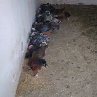 فروش تعدادی بوغلمون نر ماده قیمت توافقی|پرنده|تاکستان, |دیوار