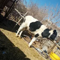 گوساله نر|حیوانات مزرعه|یزدان شهر, |دیوار