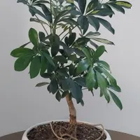 گلهای طبیعی