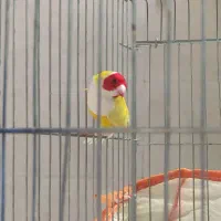صورت نارنجی و قرمز