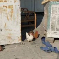 دو عدد مرغ محلی و جاپنیز عروسکی|حیوانات مزرعه|اسلام‌شهر, شهرک مفیدی|دیوار