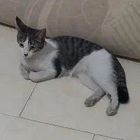 واگذاری گربه