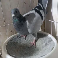 کبوتر