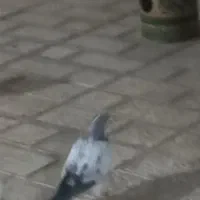 کبوتر