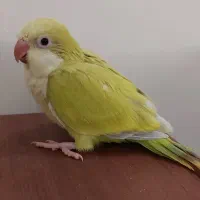 ۲عدد راهب پسته‌ای روشن سرلاکی فوق العاده باکیفیت