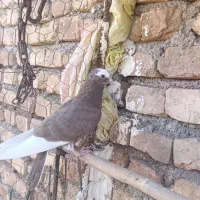 طوقی|پرنده|خوسف, |دیوار