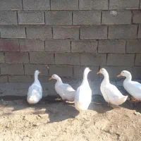 غاز/قوغاز/اردک محلی/اردک خارجی|حیوانات مزرعه|دوزین, |دیوار