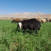 بره نر چاق مخصوص کشتار به قیمت میدان دام