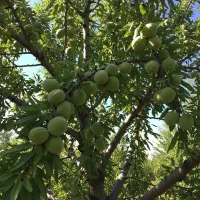 نهال بادام آذر، مناسب مناطق سردسیر، ارسال فـوری|خدمات باغبانی و درختکاری|اردبیل, |دیوار