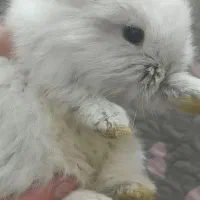 بچه خرگوش لوپ