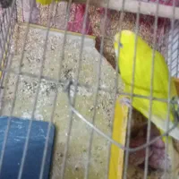 دو عدد مرغ عشق سبز زیبا با دو عدد جوجه سرحال|پرنده|اصفهان, محمودیه|دیوار