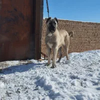 سگ سرابی با بهترین نصل