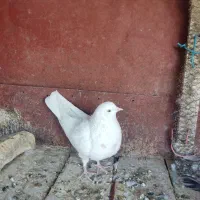 کفتر گرفتنی تیر ماهی|پرنده|قم, کیوانفر|دیوار