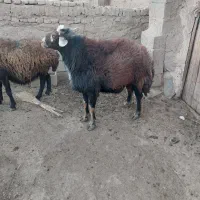 گوسفند قوچ|حیوانات مزرعه|طاغنکوه, |دیوار