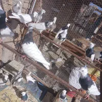 سلام طوقی همه رنگ است