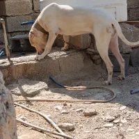 واگذاری داگو 13ماهه|سگ|وحدتیه, |دیوار