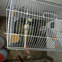 عروس هلندی سیامون|پرنده|مشهد, همت آباد|دیوار