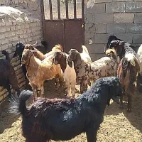 کهره نر بز|حیوانات مزرعه|ارسنجان, |دیوار