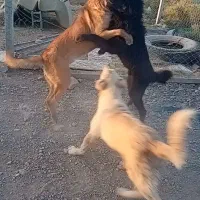 سگ سرابی