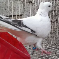 کبوتر تهرانی‌پرشی|پرنده|بابلسر, |دیوار