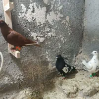 کبوتر رنگه|پرنده|تربت‌حیدریه, پارک پرستار|دیوار