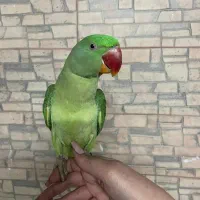 جوجه شاه طوطی نر