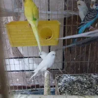 مرغ عشق