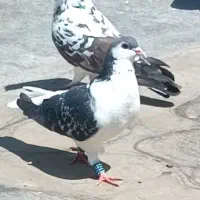 کفتر|پرنده|مشهد, فرودگاه|دیوار