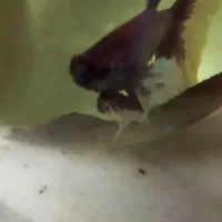 جفت فایتر بیگ ایر وارداتی