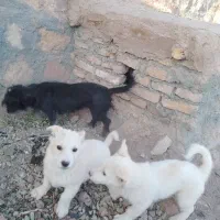 دو عدد سگ نژاد دار پاکوتاه