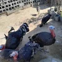 بوقلمون محلی|حیوانات مزرعه|کهنوج, |دیوار