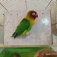 طوطی برزیلی کار داده