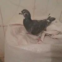 مکس  پر غلط شکار دیشب