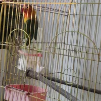 کوتوله نر|پرنده|نوشهر, |دیوار