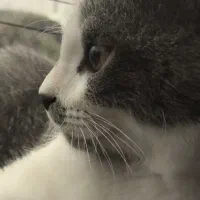 گربه پتی بل