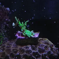 مرجان ریف آکواریوم آبشور اب شور