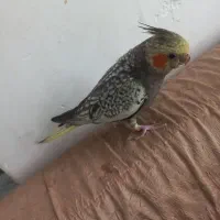 عروس‌هلندی‌ماده
