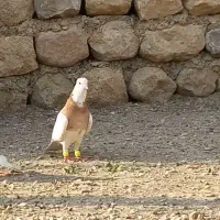 سه عدد طوقی درجه یک|پرنده|آبدانان, |دیوار