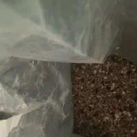 خوراک طوطی عروس هلندی|لوازم جانبی حیوانات|سبزوار, ابارش|دیوار