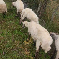 گوسفندبره نرقربونی ومیزان قیمته مقطوع|حیوانات مزرعه|اسالم, |دیوار