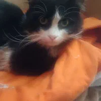 گربه رام و با نمک