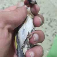 سهره تازه گیر