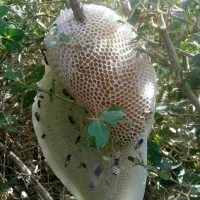 عسل جنگلی طبیعی تضمینی درجه یک