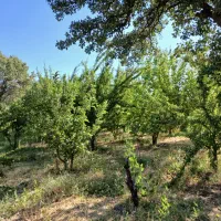 باغ روستای کریک|فروش زمین و ملک کلنگی|سی‌سخت, |دیوار