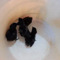 جوجه تخم نطفه دار ایام سمانی اصیل اندونزی|حیوانات مزرعه|یزد, |دیوار