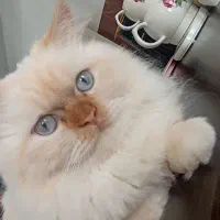 گربه نر پرشین اصیل فحل جهت جفت گیری